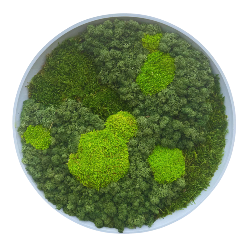 Moss Art L Circle with Enrichment Ref 308